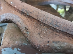 Ochetellus glaber