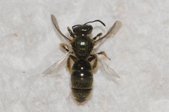 Lasioglossum bruneri