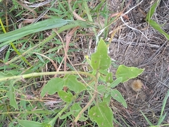 Helianthus petiolaris