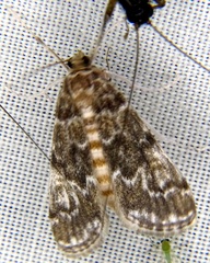 Elophila responsalis
