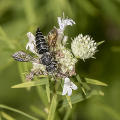 Coelioxys modestus