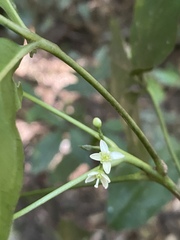 Melicope broadbentiana