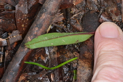 Cryptostylis subulata