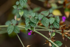 Dicliptera peruviana