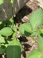 Solanum nigrescens