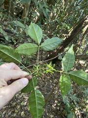 Melicope broadbentiana
