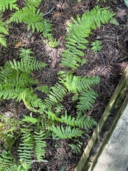 Thelypteris palustris