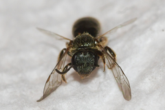 Lasioglossum bruneri