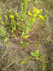 Solidago rigida