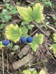 Caulophyllum thalictroides