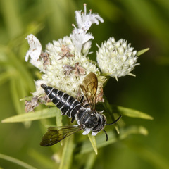 Coelioxys modestus