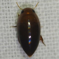 Hydrocanthus oblongus