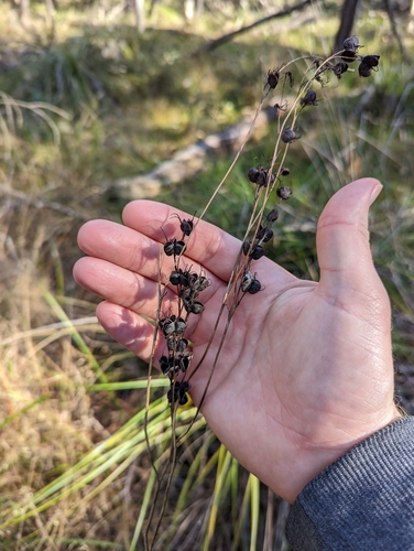 Queenslandsong (Haemodorum austroqueenslandicum)