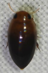 Hydrocanthus oblongus