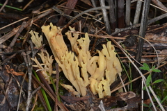 Ramaria lorithamnus