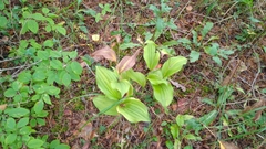 Cypripedium calceolus