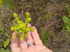 Solidago rigida