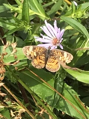 Phyciodes tharos