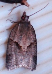 Choristoneura conflictana