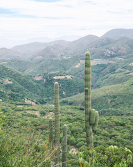 Pachycereus pecten-aboriginum