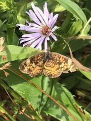 Phyciodes tharos