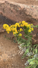 Solidago rigida