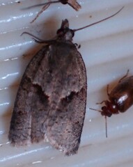 Choristoneura conflictana