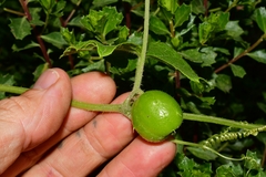 Microsechium palmatum