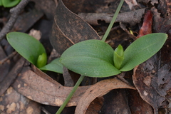 Chiloglottis