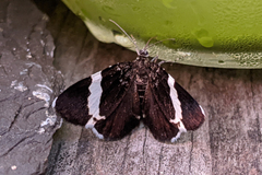 Trichodezia albovittata