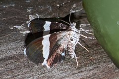 Trichodezia albovittata