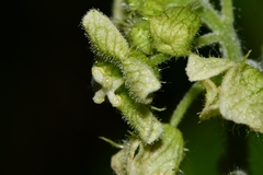 Microsechium palmatum