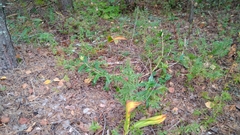 Gentiana cruciata