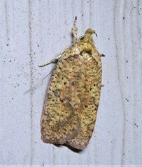 Agonopterix thelmae