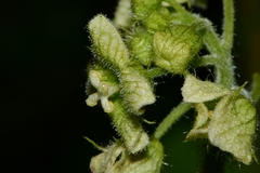 Microsechium palmatum