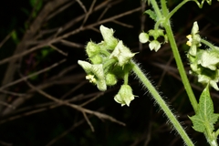 Microsechium palmatum