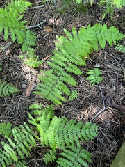 Thelypteris palustris