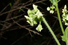 Microsechium palmatum