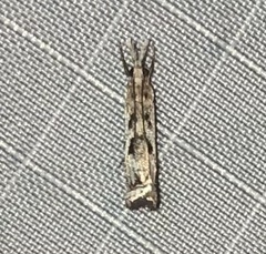 Microcrambus kimballi