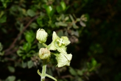 Microsechium palmatum