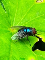 Chrysomya megacephala