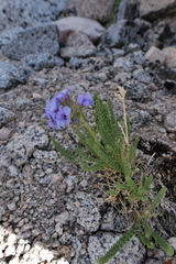 Polemonium eximium