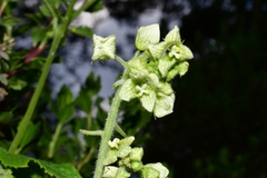 Microsechium palmatum