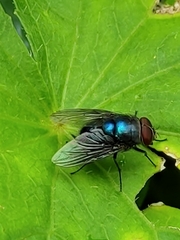 Chrysomya megacephala