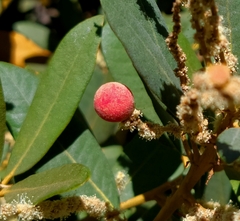 Dryocosmus castanopsidis
