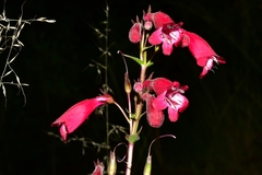 Penstemon roseus