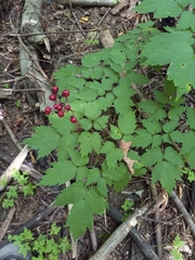 Actaea × ludovicii