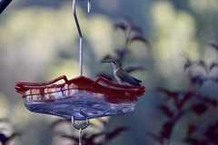 Selasphorus calliope