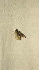 Xanthorhoe ferrugata