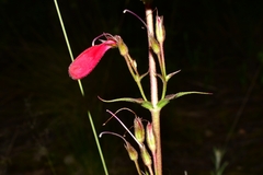 Penstemon roseus